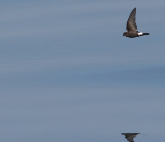 Wilson's Storm-Petrel